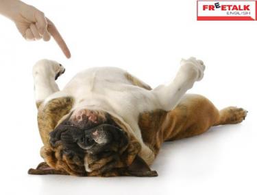 15 thành ngữ tiếng Anh tuyệt vời về động vật