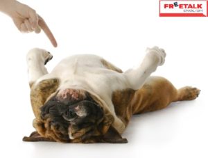 15 thành ngữ tiếng Anh tuyệt vời về động vật