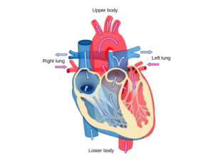 Từ vựng tiếng Anh chuyên ngành: Hệ tim mạch trong tiếng Anh (Phần 2)
