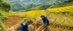 Từ vựng tiếng Anh chuyên ngành: Ngành Nông nghiệp